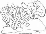 Coloring Reef Pages Barrier Great Coral Popular Printable sketch template