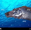 Afbeeldingsresultaten voor "trachipterus Arcticus". Grootte: 105 x 100. Bron: www.alamy.com