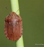 Afbeeldingsresultaten voor "sminthea Eurygaster". Grootte: 173 x 185. Bron: crnatura.wordpress.com