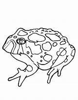 Toad Frog Ropucha Kolorowanki Toads Dla Amphibians Bestcoloringpagesforkids sketch template