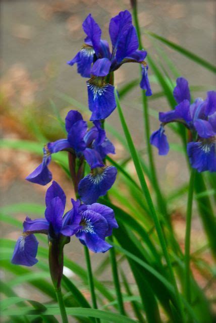 wife mother gardener curb strip  irises catmint  allium