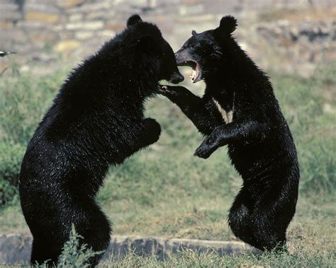 Japan Bear Attacks Four People Killed As Sightings Double