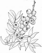 Drawing Blueberry Bush Line Drawings Flower Clipart Bushes Plant Botanical Illustration Fruit Specimen Result Fruits Spring Choose Board Getdrawings Webstockreview sketch template