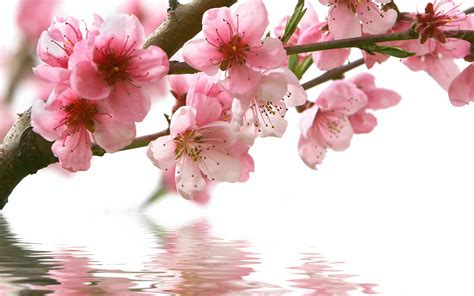 cherry blossoms hd wallpaper background image 2560x1600 id 689532