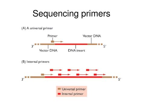 ppt genome sequencing powerpoint presentation free download id 1346170