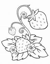 Strawberry Coloring Pages Shortcake Colouring Fruit Kids Sheets Flower Drawing sketch template