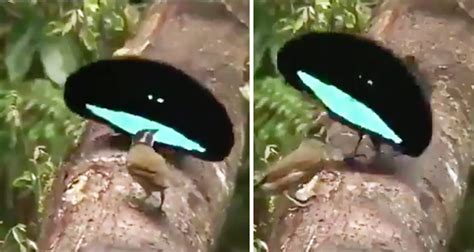 A Rare Video Of A Mating Dance By A Male Bird Of Paradise Goes Viral