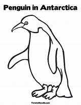 Antarctica Antartica Pinguin Penguins Adelie Twistynoodle Coloringhome sketch template