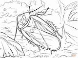 Coloring Cockroach Pages Cave Bat Adult Drawing Printable Coloringbay Dot sketch template