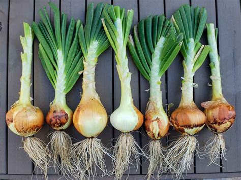 grow onions  seed  sets  harvest homestead  chill