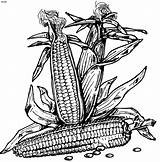 Corn Coloring Indian Pages Print Colouring Template Color Clipart Library Popular sketch template