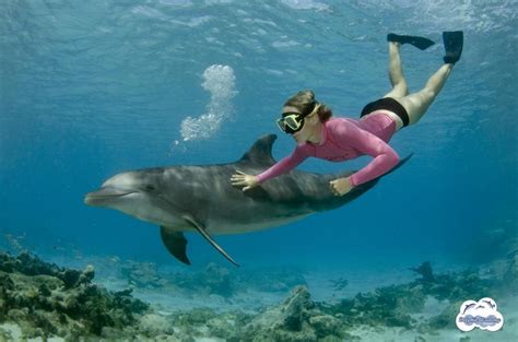 eruption leerlaufen elevation zwemmen met dolfijnen perforieren medien akut