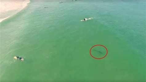 video drone captures footage  shark swimming  surfers abc san francisco