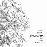Trumpet Brugmansia Vecteezy sketch template