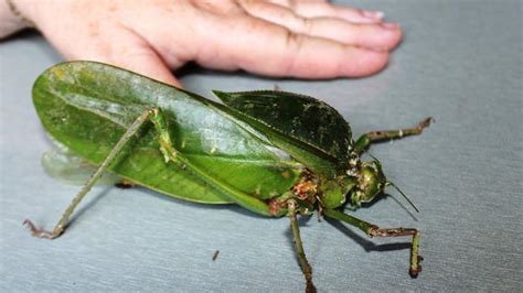 giant rare bug discovered  cape york herald sun