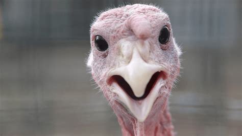 notoriously grim turkey experiment proves they will attempt to have sex