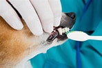 Résultat d’image pour dents du chien. Taille: 148 x 100. Source: www.doctissimo.fr