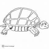 Turtle Coloring Slow Ojibwe Pages Sheets Printable Template Turtles Color Supercoloring Sea Templates Drawings Reptiles Gif Unique Categories sketch template