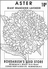 Coloring Packets Doverpublications Dover sketch template