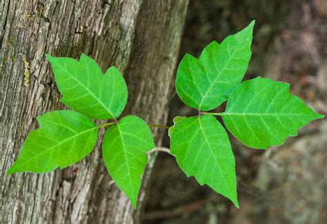 climate change  making poison ivy stronger  itchier grist