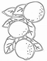 Lemon Coloring Pages Lemon1 sketch template