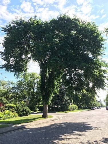 Protect Your Elm Trees Dont Prune From April 1 To August 31 News