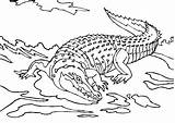 Crocodile Coloring Pages Printable Kids Krokodil sketch template