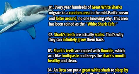 sharp facts  natures perfect hunter sharks fact republic