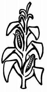 Corn Plant Drawing Coloring Stalk Pages Getdrawings sketch template