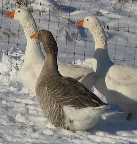 pilgrim geese goose gander male female auto sexing colour origin