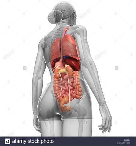 gallery  organs   human body  view