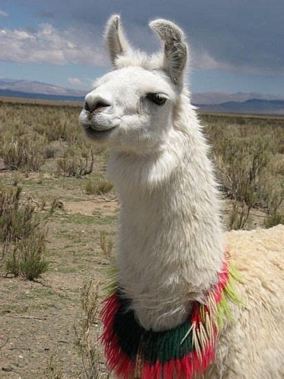images  dh llama  pinterest alpaca facts emo  travel
