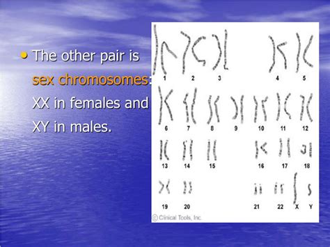 Ppt Chromosome Structure And Classification Powerpoint Presentation
