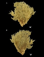 Afbeeldingsresultaten voor "clathria Barleei". Grootte: 143 x 185. Bron: www.researchgate.net