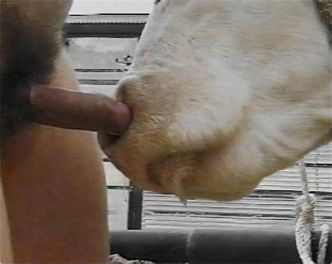 guy fucks cow pussy 138842 man fuck pussy cow images femal