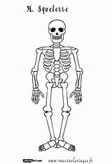 Squelette Humain Corps Imprimer Squellette Dessins Coloriages Enfant Skelette Anatomie Skeletons Gratuitement Maternelle Visiter Depuis sketch template