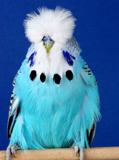 15 Best Show Budgies Images On Pinterest Beautiful Birds