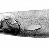 Afbeeldingsresultaten voor "cono Caramacroptera". Grootte: 188 x 79. Bron: creazilla.com