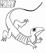 Coloring Colorear Lagartija Lizard Calango Lizards Lagartixa Lagarto Jaszczurka Colorat Lagartijas Kolorowanki Soparla Lagartos Reptiles Kleurplaat Imagini Krokodil Tudodesenhos Dzieci sketch template