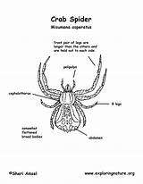 Spider Crab Coloring Diagram 1275 35kb Labeling sketch template