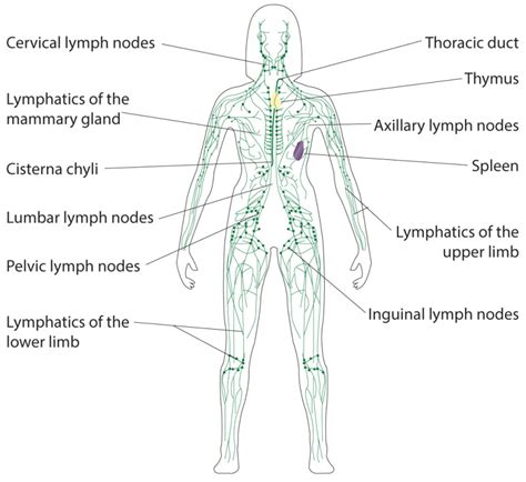 [figure Lymphatic System Lymphatic System Illustration