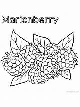 Marionberry Cranberry Trailing Cans Vines sketch template