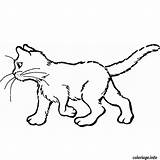 Colorier Gatti Kitten Gratuit Disegnare Sorciere Chatons Stampare Imprimé Fois Populaire Donna sketch template