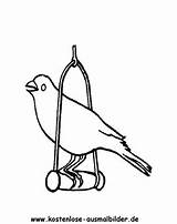 Kanarienvogel Ausmalbilder Tiere Ausmalen Voegel Specht Malvorlagen Vögel sketch template