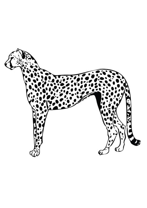 leopard coloring pages books    printable