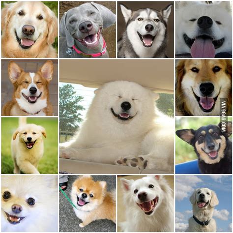 dogs smiling faces gag