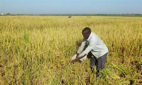 quest  disease  pest resistant rice ugandan researchers turn