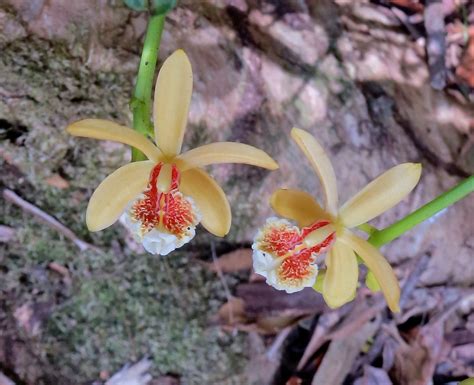 pseudovanilla foliata great climbing orchid middle broth flickr