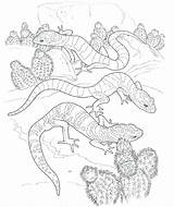 Coloring Pages Desert Gecko Animals Printable Lizard Leopard Animal Colouring Kids Drawing Scene Landscape Print Getdrawings Adult Getcolorings Color Plants sketch template