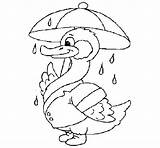 Coloring Duck Rain Coloringcrew sketch template